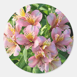Blumen der peruanischen Lilie (Alstroemeria) in Runder Aufkleber
