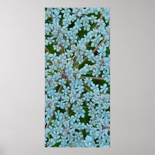 Blumen der Wilde Möhre Poster
