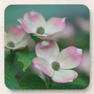 Blumen Dogwood-Blüten Getränkeuntersetzer
