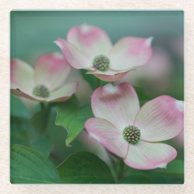 Blumen | Dogwood-Blüten Glasuntersetzer (Vorderseite)