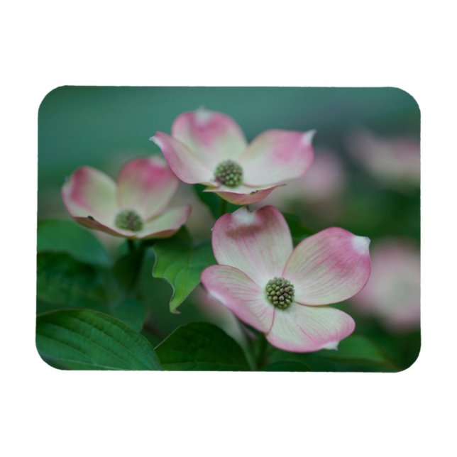 Blumen | Dogwood-Blüten Magnet (Horizontal)