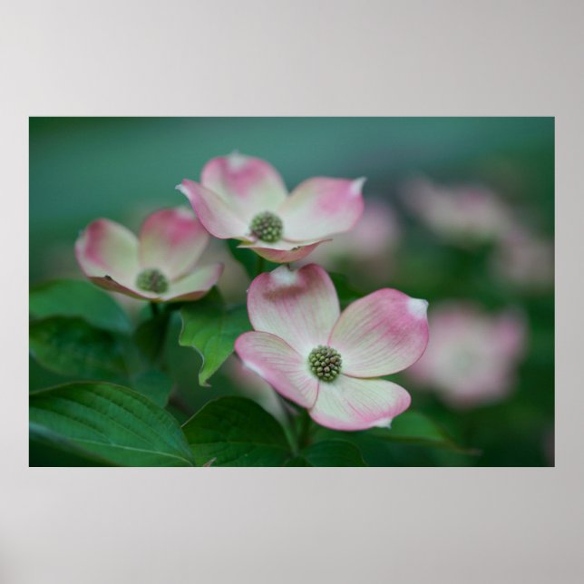 Blumen | Dogwood-Blüten Poster (Vorne)