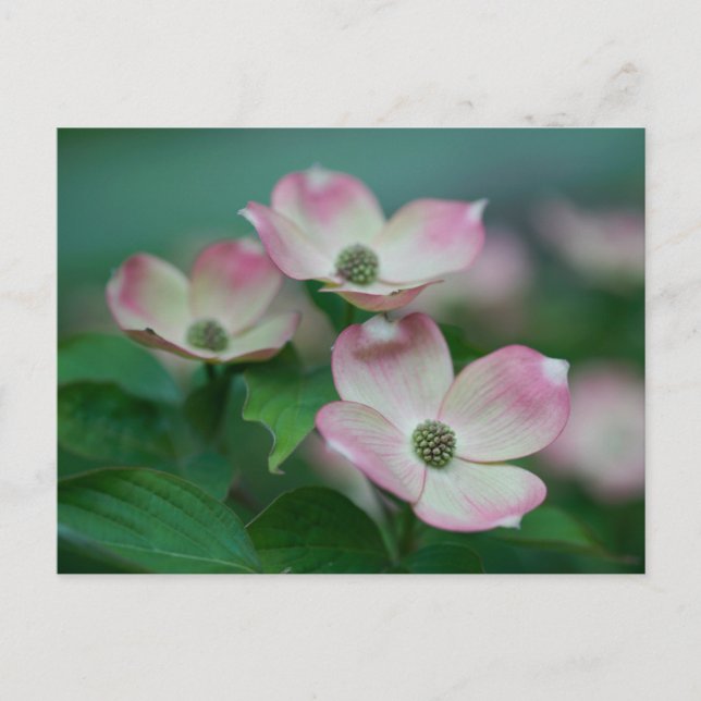 Blumen | Dogwood-Blüten Postkarte (Vorderseite)