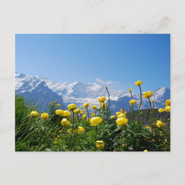 Blumen | Eiger Monch Schweizer Alpen Postkarte (Vorderseite)