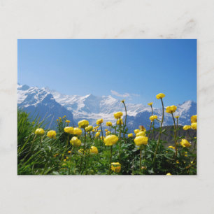 Blumen   Eiger Monch Schweizer Alpen Postkarte