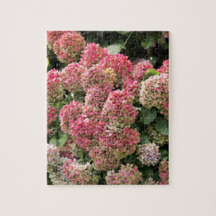 Blumen eines Franzosen Hydrangea (Hydrangea Puzzle