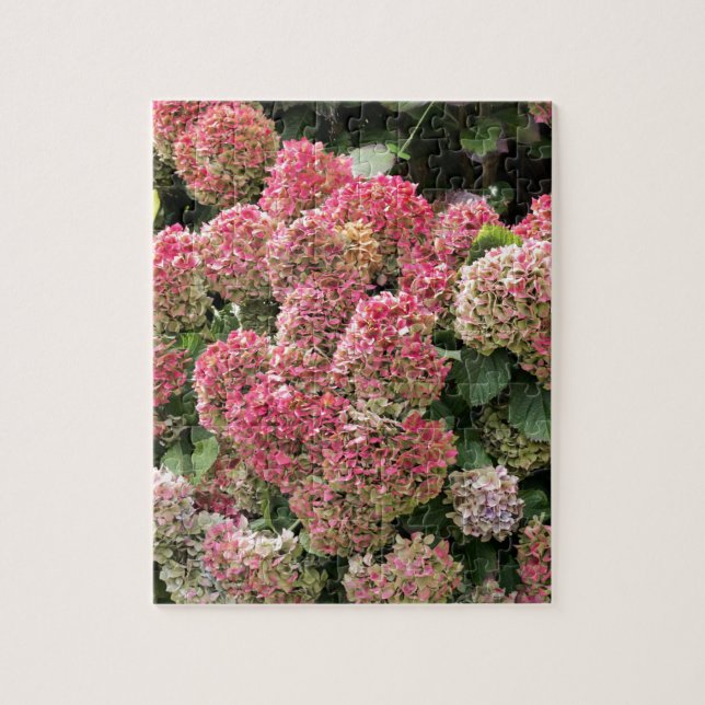 Blumen eines Franzosen Hydrangea (Hydrangea Puzzle (Vertikal)