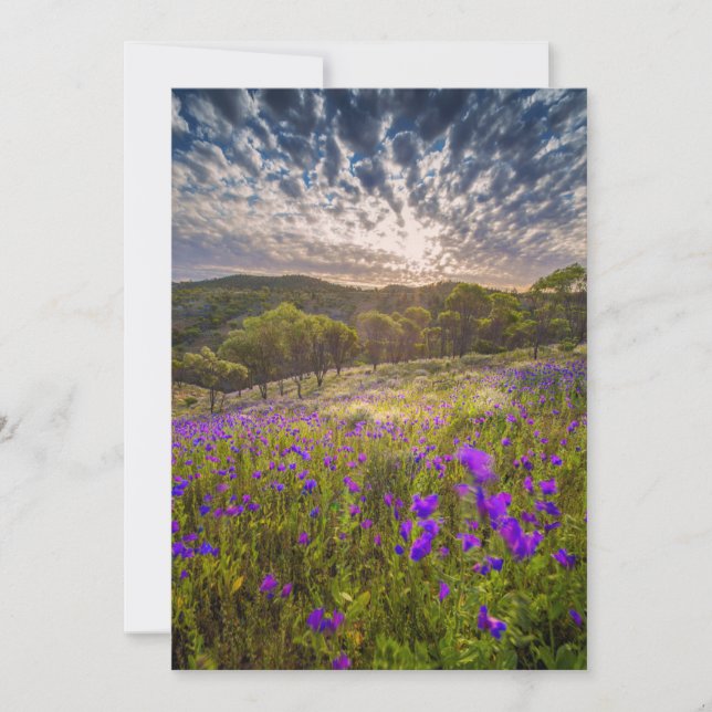 Blumen | Flinders Ranges Australien Dankeskarte (Vorderseite)