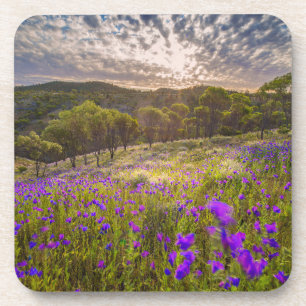 Blumen Flinders Ranges Australien Getränkeuntersetzer