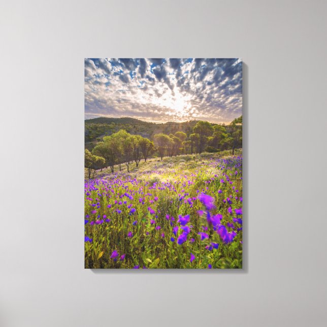 Blumen | Flinders Ranges Australien Leinwanddruck (Vorderseite)
