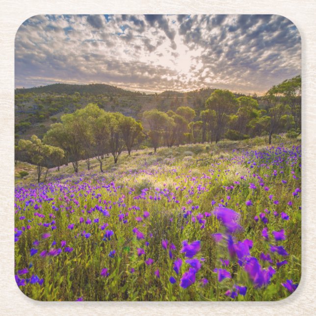 Blumen | Flinders Ranges Australien Rechteckiger Pappuntersetzer (Vorderseite)