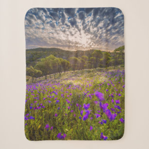 Blumen Flinders Ranges Australien Sherpadecke