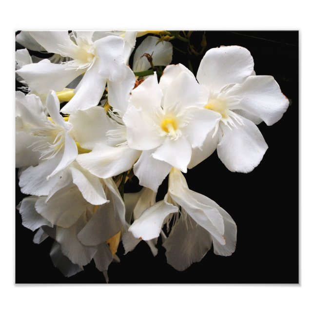 Blumen Fotodruck (Vorne)