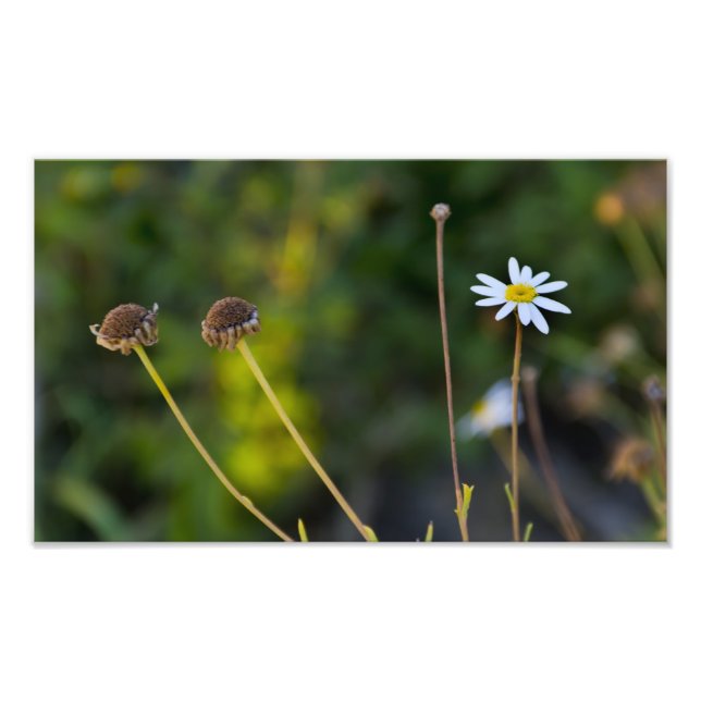Blumen Fotodruck (Vorne)
