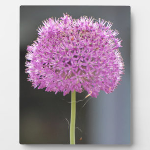 Blumen für Alle Fotoplatte