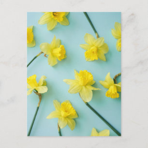 Blumen   Gelbe Daffodien Postkarte