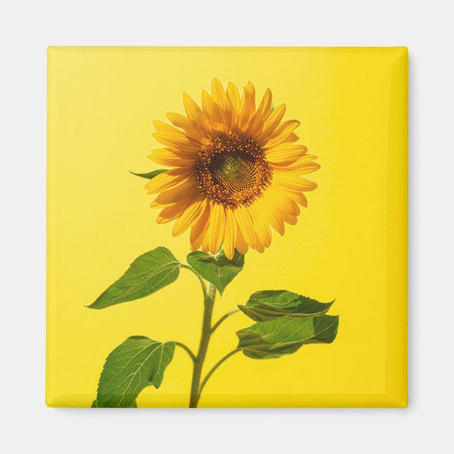 Blumen | Gelbe Sonnenblume Magnet (Vorne)