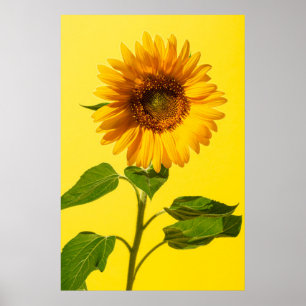 Blumen   Gelbe Sonnenblume Poster