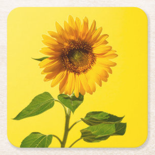 Blumen Gelbe Sonnenblume Rechteckiger Pappuntersetzer