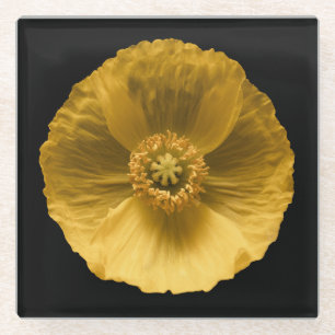 Blumen Gelber Mohn Glasuntersetzer