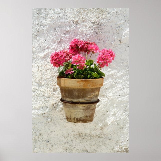 Blumen | Geranium in Blume in Pot Poster (Vorne)