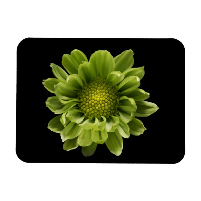 Blumen | Grünes Chrysanthemum Magnet (Horizontal)