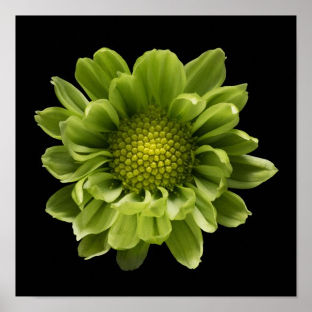 Blumen | Grünes Chrysanthemum Poster (Vorne)