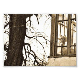Blumen im alten Haus Fotodruck