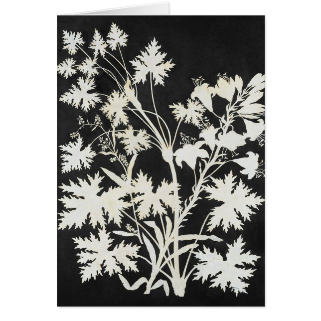 Blumen in der Silhouette (Vorne)