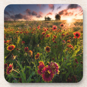 Blumen Indian Blanket Wildblume Texas Getränkeuntersetzer