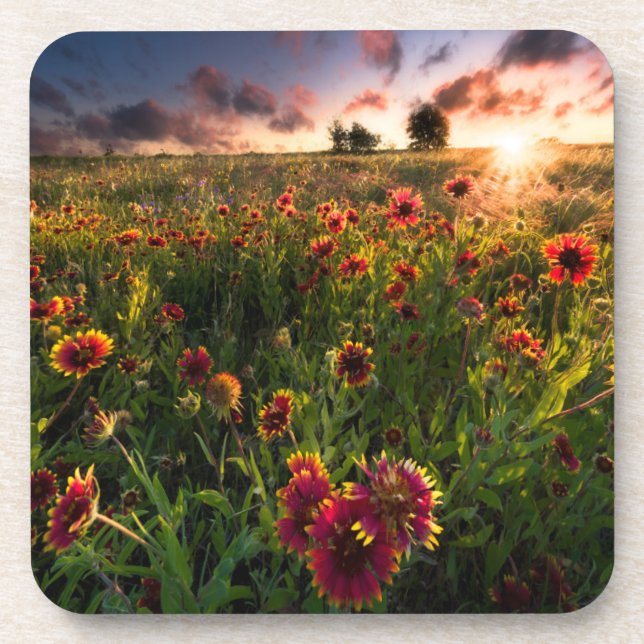 Blumen | Indian Blanket Wildblume Texas Getränkeuntersetzer (Vorderseite)
