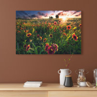 Blumen | Indian Blanket Wildblume Texas