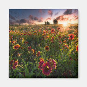 Blumen   Indian Blanket Wildblume Texas Magnet
