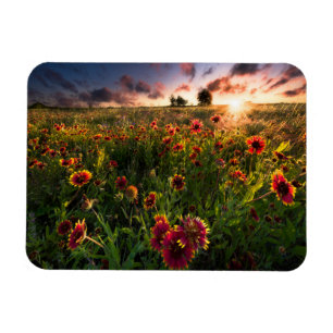 Blumen Indian Blanket Wildblume Texas Magnet