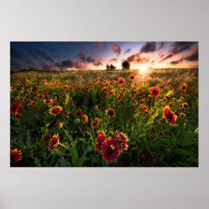 Blumen Indian Blanket Wildblume Texas Poster