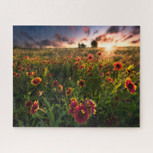 Blumen   Indian Blanket Wildblume Texas Puzzle