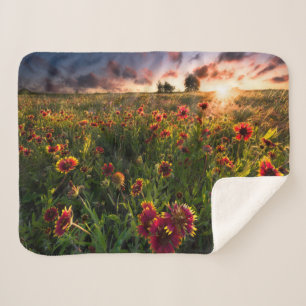 Blumen   Indian Blanket Wildblume Texas Sherpadecke