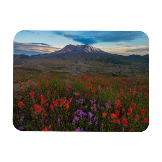 Blumen | Indian Paintbrush & Penstemon Magnet (Horizontal)
