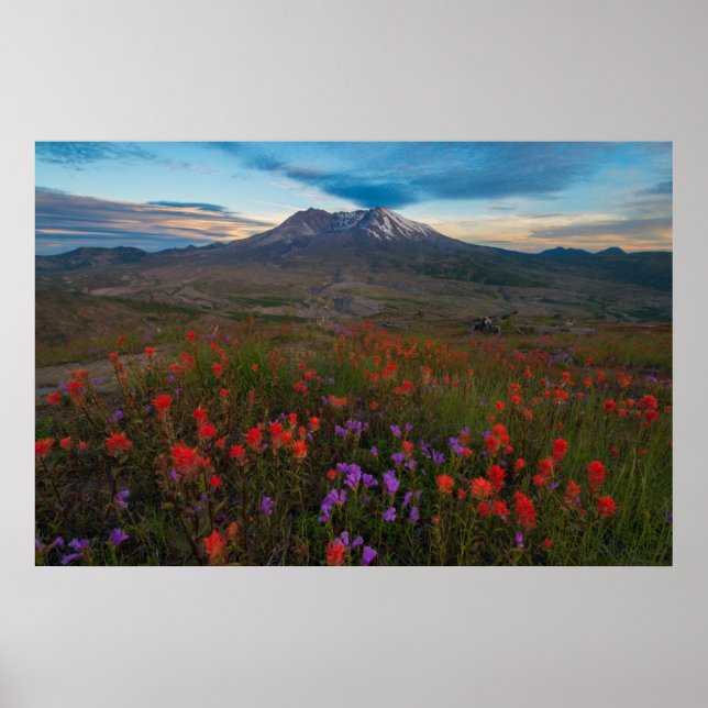 Blumen | Indian Paintbrush & Penstemon Poster (Vorne)