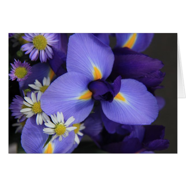 Blumen, Iris und Mini Daisy, Blankos (Vorderseite (Horizontal))