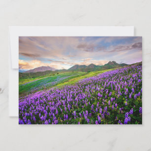 Blumen   Kalifornische Wildblumen Dankeskarte