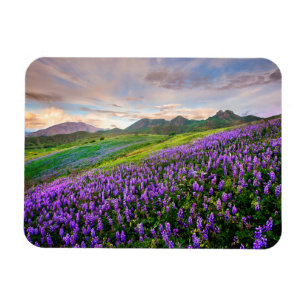 Blumen Kalifornische Wildblumen Magnet