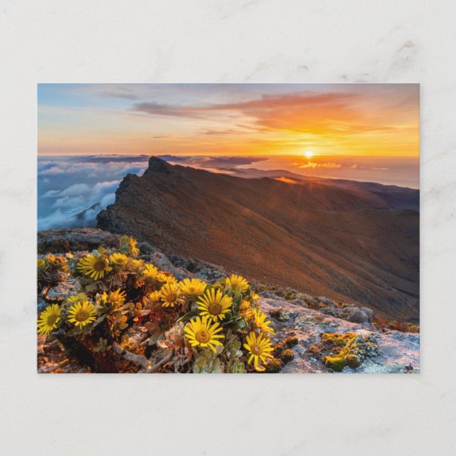 Blumen | Kanarische Inseln, Spanien Postkarte (Vorderseite)