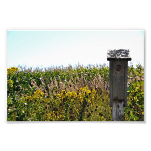 Blumen-Korb Fotodruck