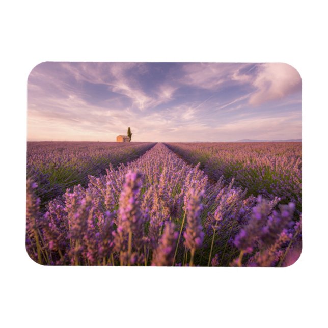 Blumen | Lavendel Südfrankreich Magnet (Horizontal)