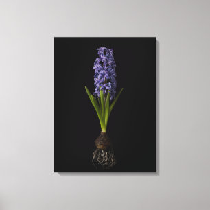 Blumen   Lila Hyacinth Bulb Leinwanddruck