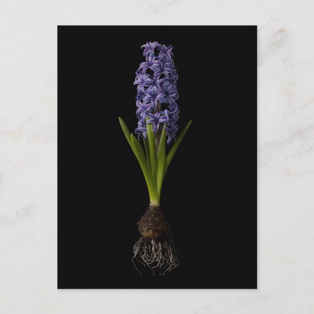 Blumen | Lila Hyacinth Bulb Postkarte (Vorderseite)