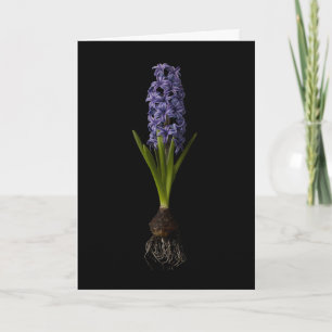 Blumen   Lila Hyazinthen-Zwiebel Karte