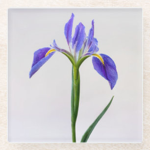 Blumen Lila Iris-Blume Glasuntersetzer