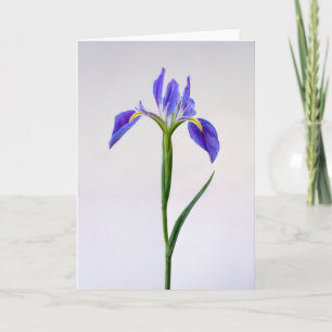 Blumen Lila Iris-Blume Karte